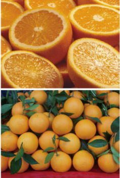 揭秘“迷你橙汁加工厂”橙子产地，橙汁好喝的秘诀竟是？