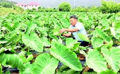 走进丨中国实干家江崇美和白庙芋头