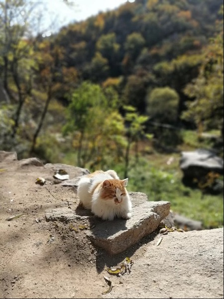 民宿老板与华为麦芒7：寻找年轻的可能