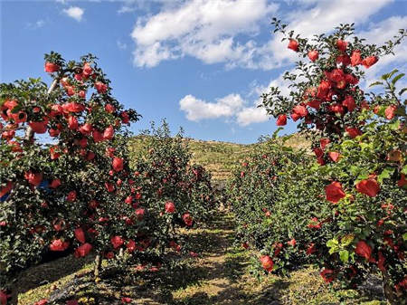 纸贵科技携手京东众筹：全国首例区块链苹果助力科技富农！