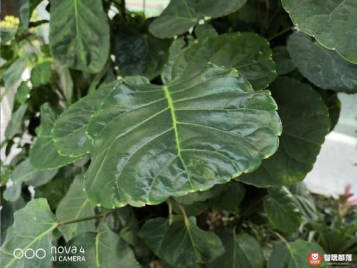 华为nova4评测：全面屏手机迎来新形态，自拍极点全面屏！