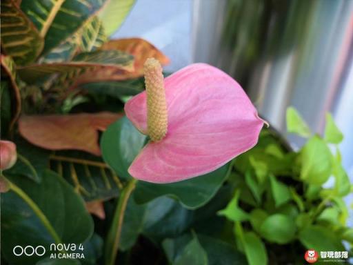 华为nova4评测：全面屏手机迎来新形态，自拍极点全面屏！