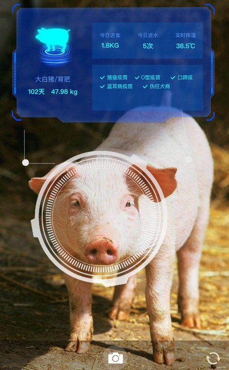 为猪只生长保驾护航 京东农牧利用数字科技能力提升疫病检测等级