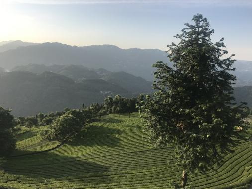 古有中俄茶道，现有电商扶贫助力五峰茶叶走出大山