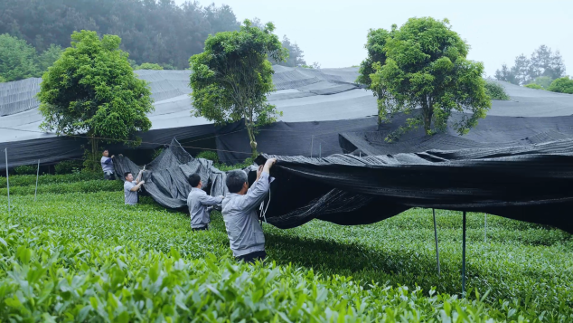 在中国，你喝到真抹茶的概率有多大？