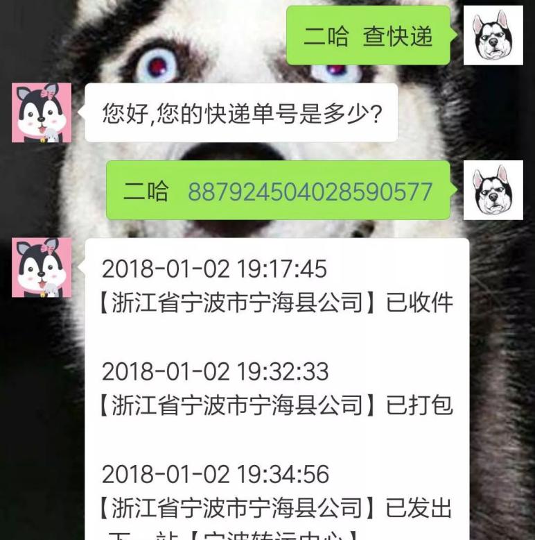 养一只王二狗宠物到底是一种怎样的体验！