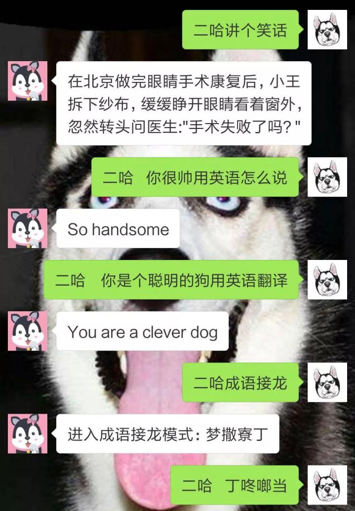 养一只王二狗宠物到底是一种怎样的体验！