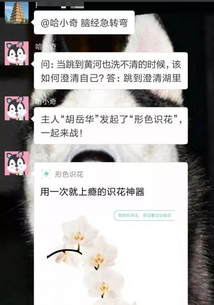 养一只王二狗宠物到底是一种怎样的体验！