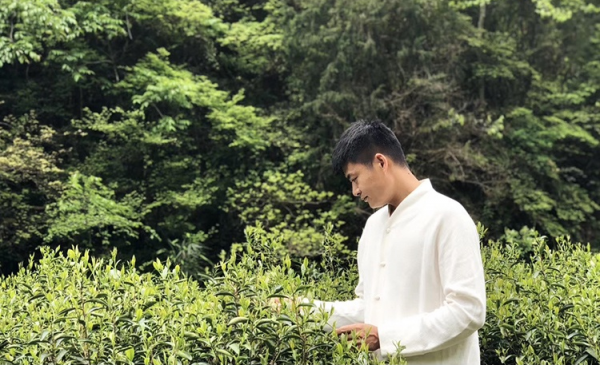三百岁武夷岩茶 非遗不可止于传承