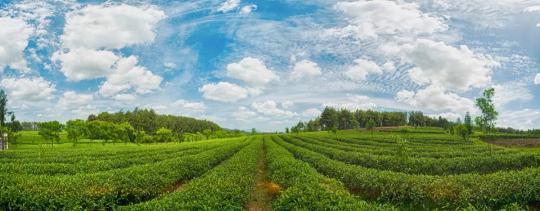 高品质欧标抹茶的基本修养