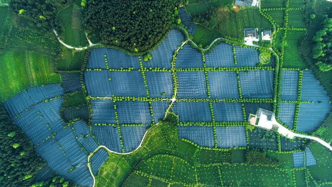 玉露、煎茶、抹茶、欧标抹茶这几者区别和联系