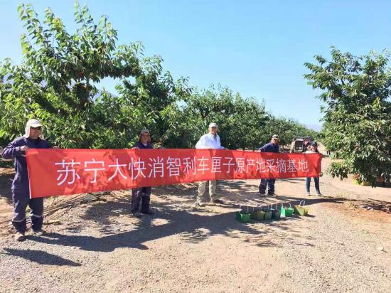 苏宁包机直采智利车厘子，原产地直采战略再升级