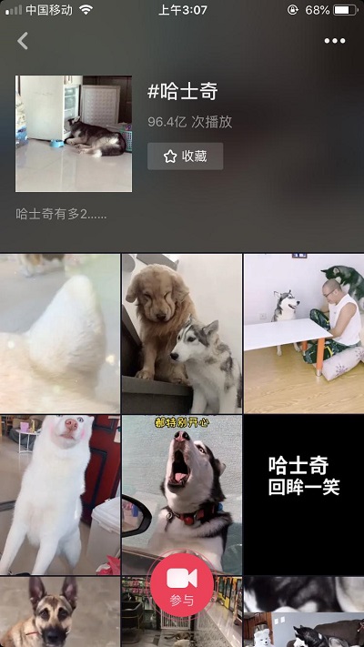 抖音发布2019数据报告 最受欢迎的萌宠是哈士奇和狸花猫