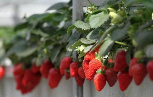 小草莓种出致富路 榕树贷款让普惠金融更有温度