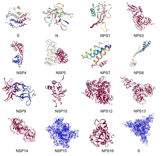 联合科研团队：2019新型冠状病毒所有关键蛋白质同源模建结果和方法公布