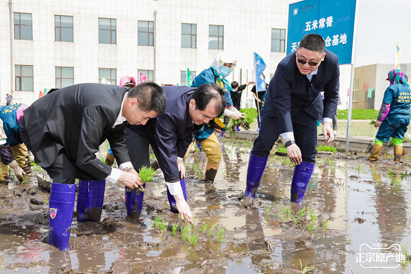 市长插下春耕第一秧 天猫数字粮仓落地黑龙江