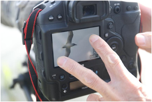 观鸟旗舰机皇 生态摄影师AQO的EOS-1D X Mark III拍摄体验