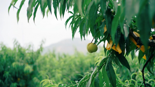 桃萤津选：一段由「桃」开始的佳话，撬动亿万新食趣市场