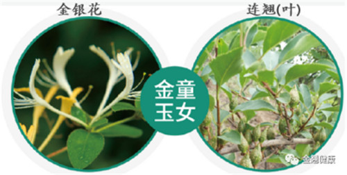 重磅：＂金银花汤剂可抑制新冠病毒复制” ，但经典中医药的价值远不止此！