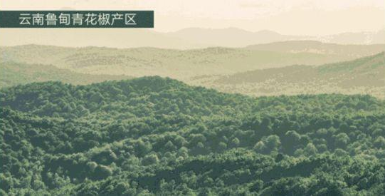 山东九鑫：一把青花椒，助推一个民族品牌崛起