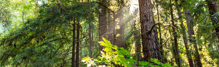 惠普积极拓展碳中和及可持续森林合作计划，高效推动社会可持续发展