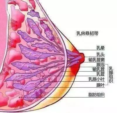 元気之羽定制内衣：拒绝胸部亚健康！女人当然要越活越美丽