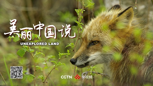 8K纪录片《美丽中国说》央视频首播，来自中国的神奇动物陪你过大年