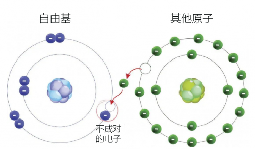 怎样使商品蛋鸡每天产蛋产10年？