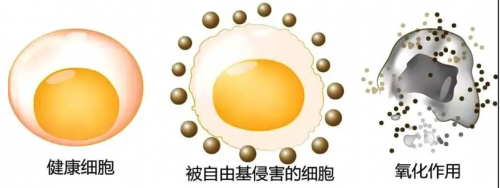 怎样使商品蛋鸡每天产蛋产10年？