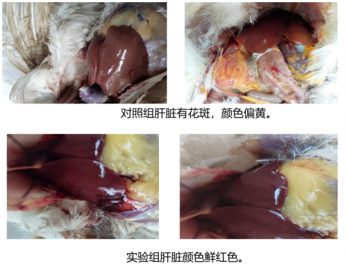怎样使商品蛋鸡每天产蛋产10年？