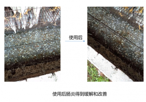 怎样使商品蛋鸡每天产蛋产10年？