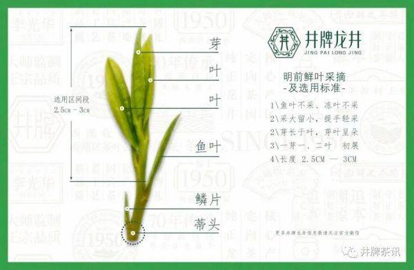井牌：2021年第一杯狮峰龙井，你喝到了么？