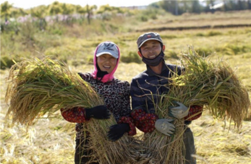 中国三星“分享村庄”项目 以实际行动助力中国乡村产业振兴之路