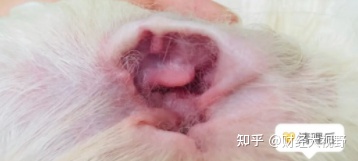 好物分享洁耳舒 不要忘记给狗狗定期用洁耳舒清洁