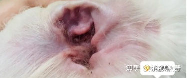 好物分享洁耳舒 不要忘记给狗狗定期用洁耳舒清洁