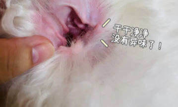 狗狗总是挠耳朵？狗狗耳道清洁就用洁耳舒
