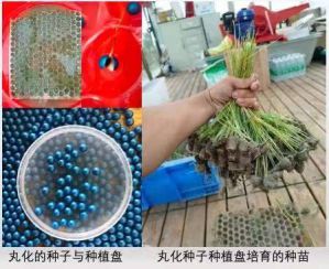 无人机如何修复“地球之肾”？定点定时作业，成本仅为人工六分之一