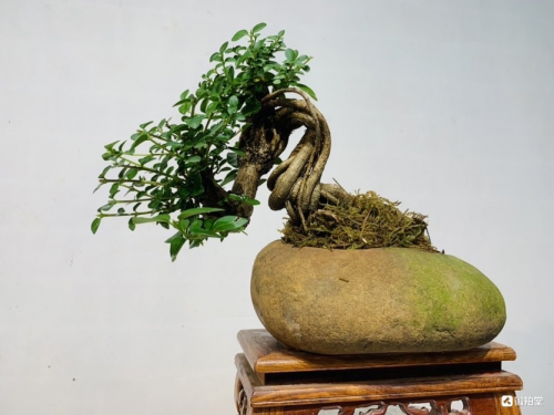 微拍堂里小微盆景在自然意境中走向文化共富