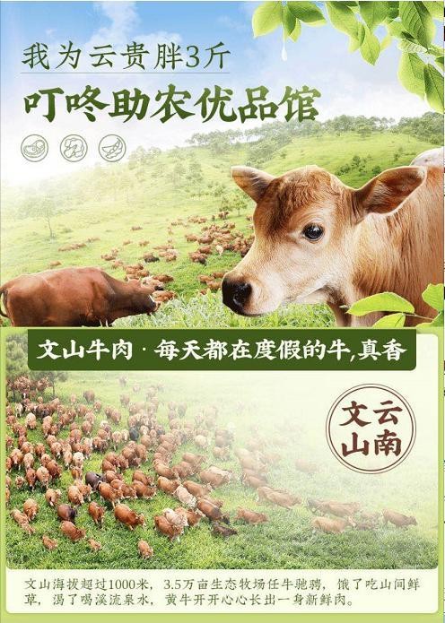 叮咚买菜助力文山牛走出大山 打造致富“牛”名片