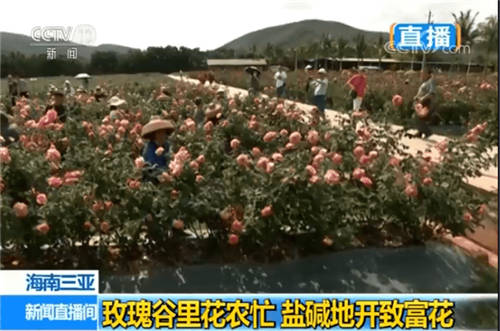 消费主体更迭 JESS名后如何搭上“新国货”快车？