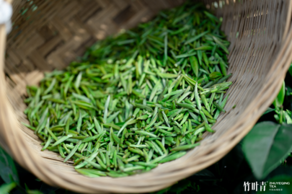 茶叶里的“黑科技”，竹叶青四季鲜爽背后的奥秘