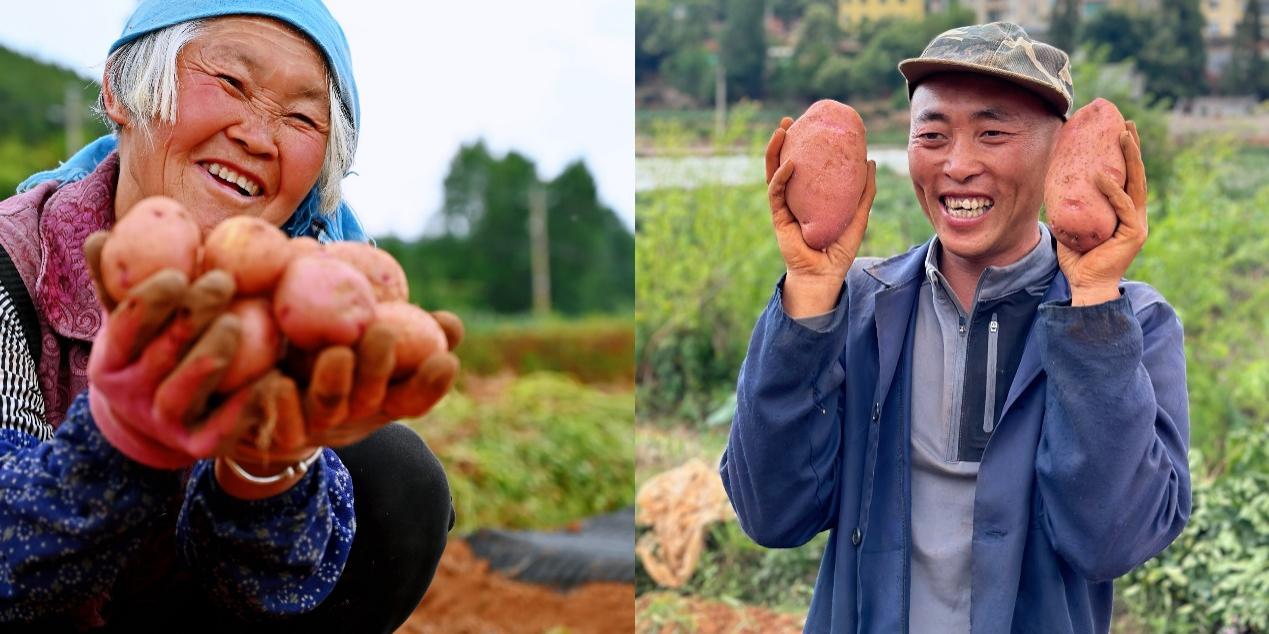 5月底，寻甸回族彝族自治县倘甸镇的薯农们正忙着收获洋芋.jpg