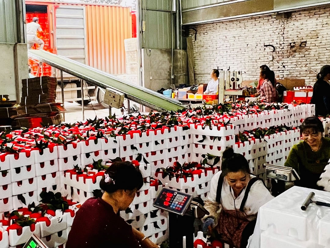 在杨宵的打包厂里，选果、打包、称重、发货等工序都在有条不紊地进行.jpg