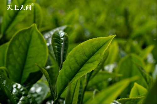 茶叶的功效与禁忌，天上人间带你了解正确饮茶知识