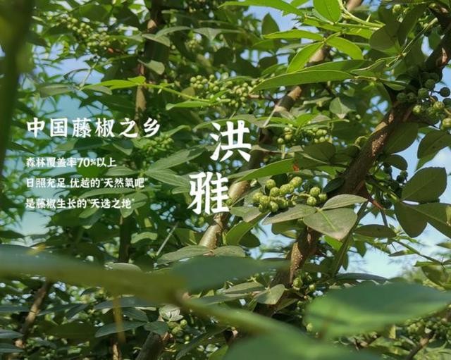 以热爱传承技艺，赵跃军带领幺麻子稳居行业前沿