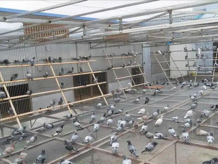为种鸽建立DNA数据库：规范信鸽市场，保障鸽友权益
