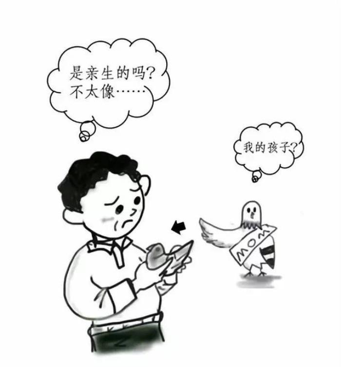 为种鸽建立DNA数据库：规范信鸽市场，保障鸽友权益