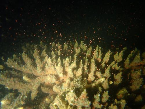 DIVEVOLK助力：深圳大鹏湾珊瑚产卵直播活动纪实
