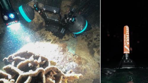 DIVEVOLK助力：深圳大鹏湾珊瑚产卵直播活动纪实