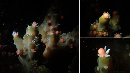 DIVEVOLK助力：深圳大鹏湾珊瑚产卵直播活动纪实